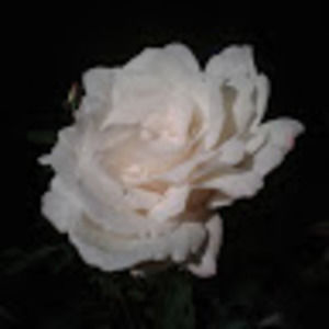 Meet your Posher, Eli